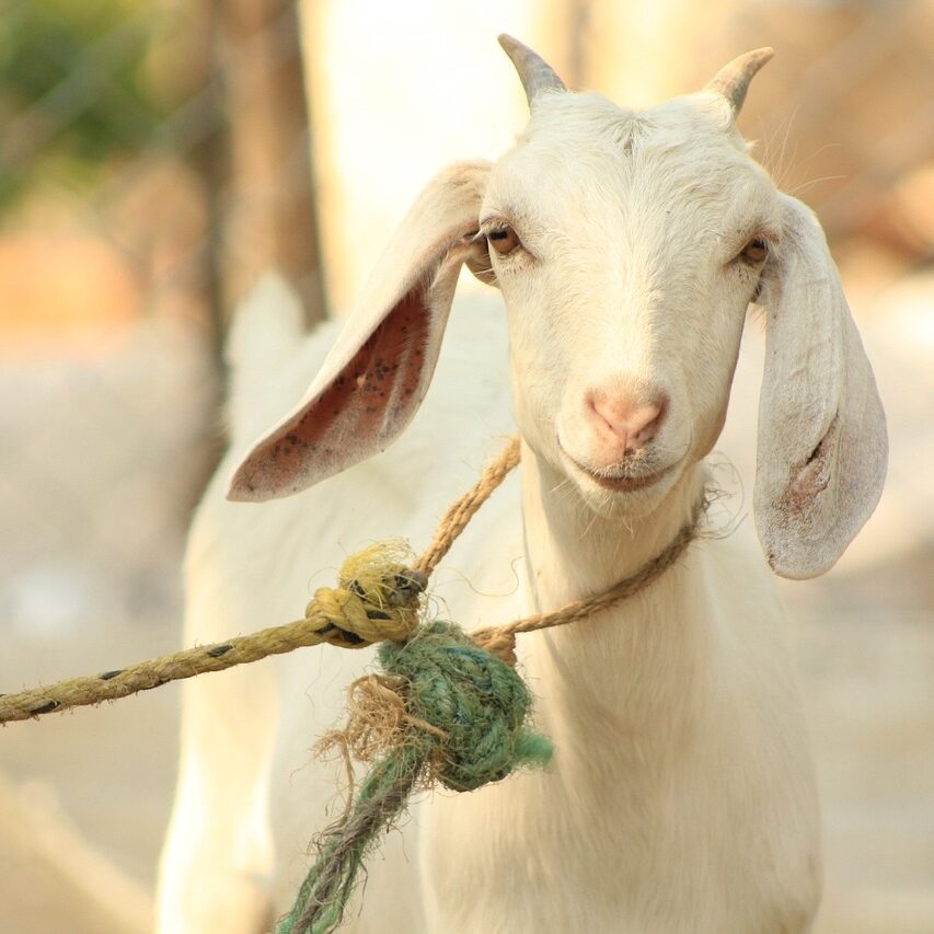 ダッフルコートってどう思う？