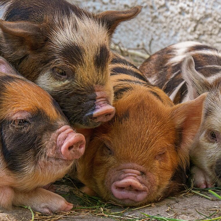 ワイ「子供服はGAPでええか」保育園のママ友「GAPｗ草ｗ」嫁「ギャオオオオオオン！！」